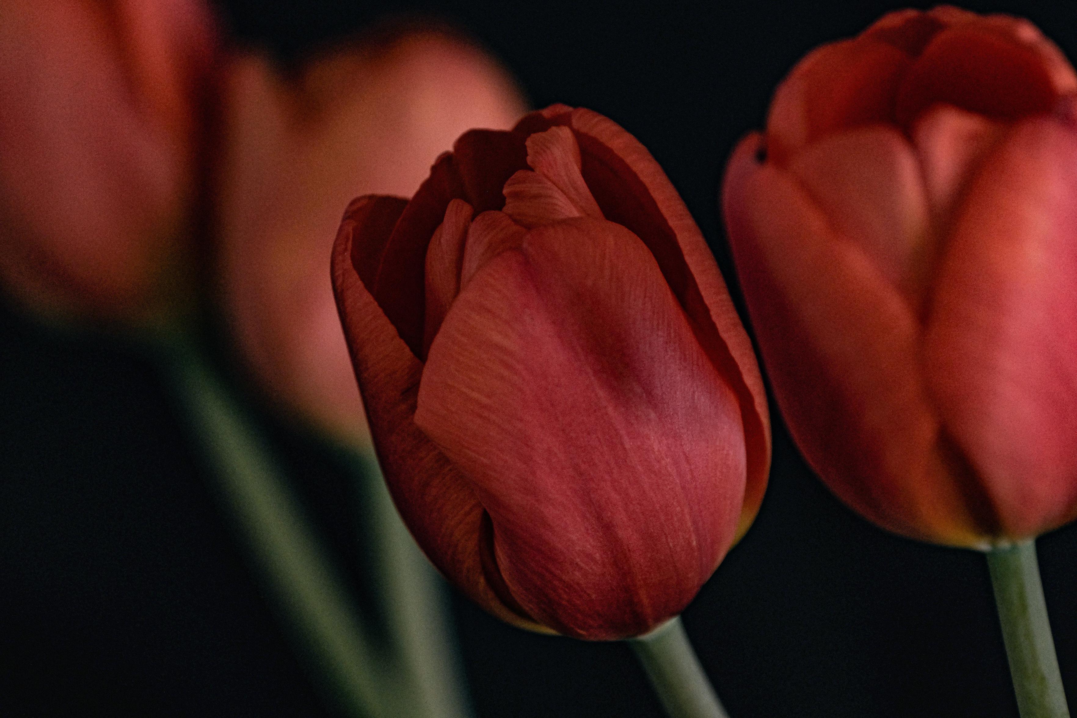 einzelne Blüte