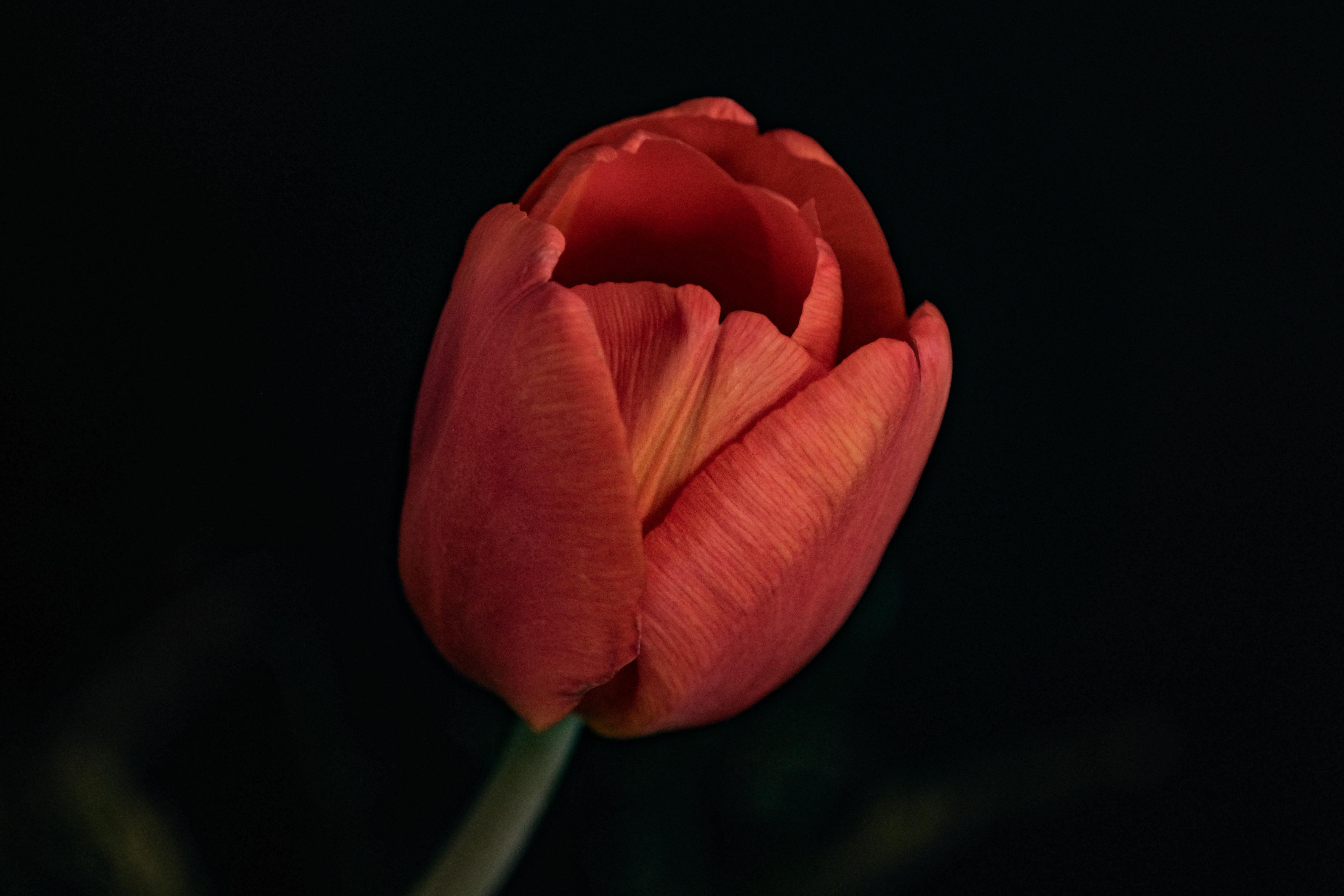 noch eine einzelne Blüte